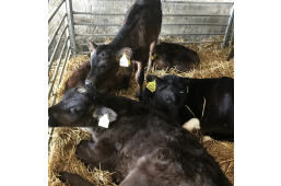 Cows and calves in shed