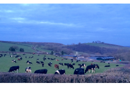 Cows in field above Ffynnonlwyd Farm