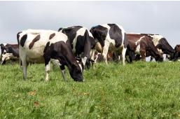 Cows graizing in the field