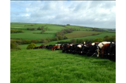 Cows lined up in the field