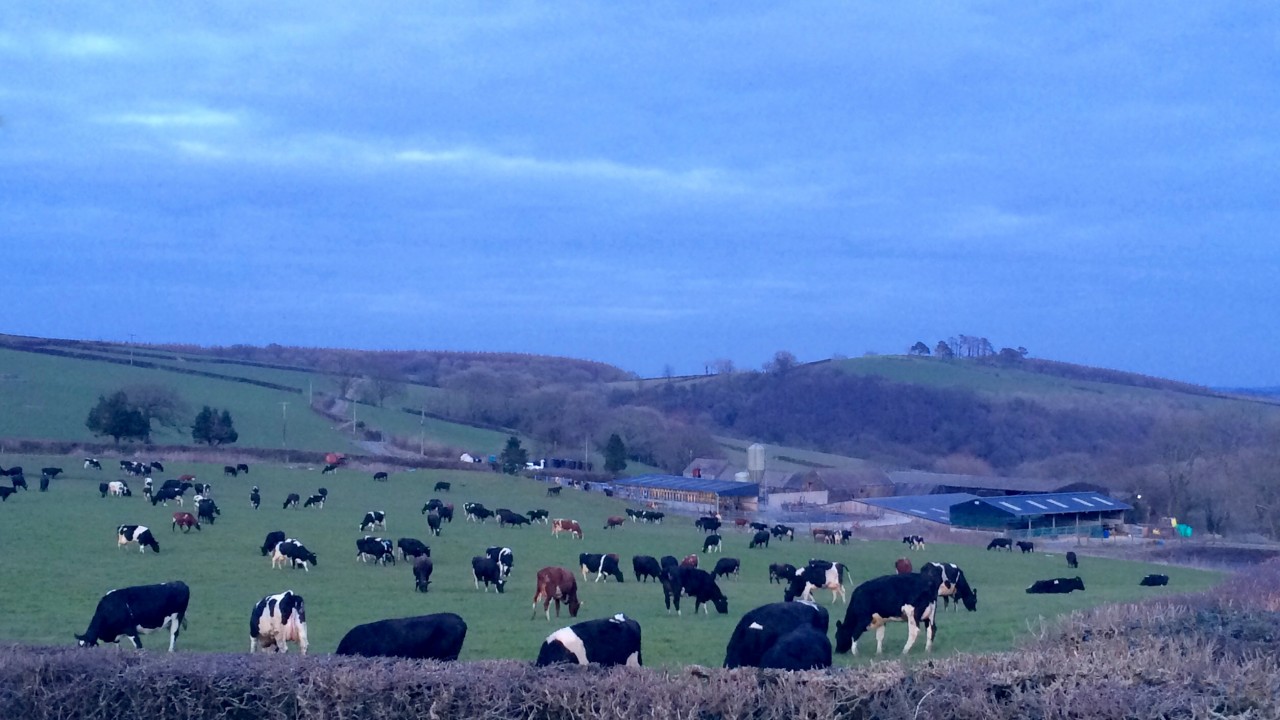 View of our cattle, farm, and view