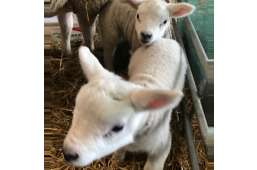 Lambs